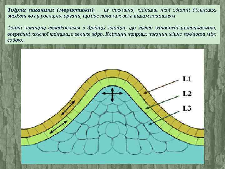 Твірна тканина (меристема) — це тканина, клітини якої здатні ділитися, завдяки чому ростуть органи,