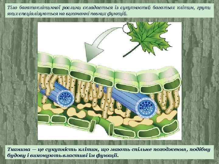 Тіло багатоклітинної рослини складається із сукупностей багатьох клітин, групи яких спеціалізуються на виконанні певних
