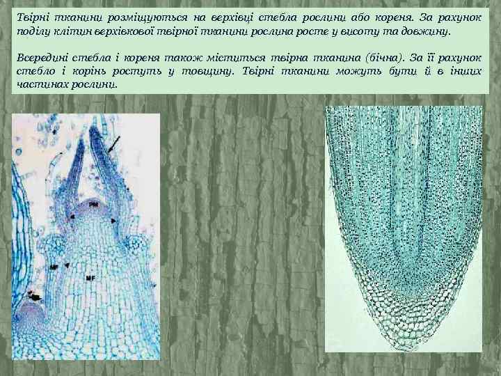 Твірні тканини розміщуються на верхівці стебла рослини або кореня. За рахунок поділу клітин верхівкової