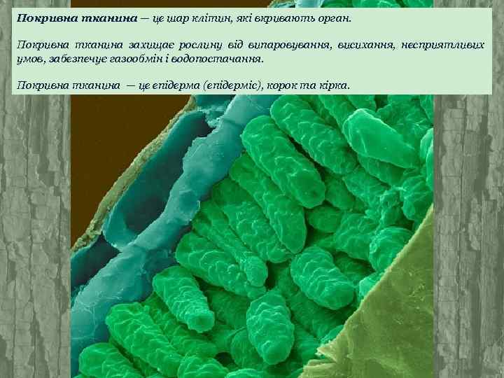 Покривна тканина — це шар клітин, які вкривають орган. Покривна тканина захищає рослину від