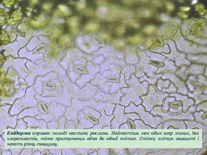 Епідерма вкриває молоді частини рослини. Найчастіше має один шар живих, без хлоропластів, тісно притиснених