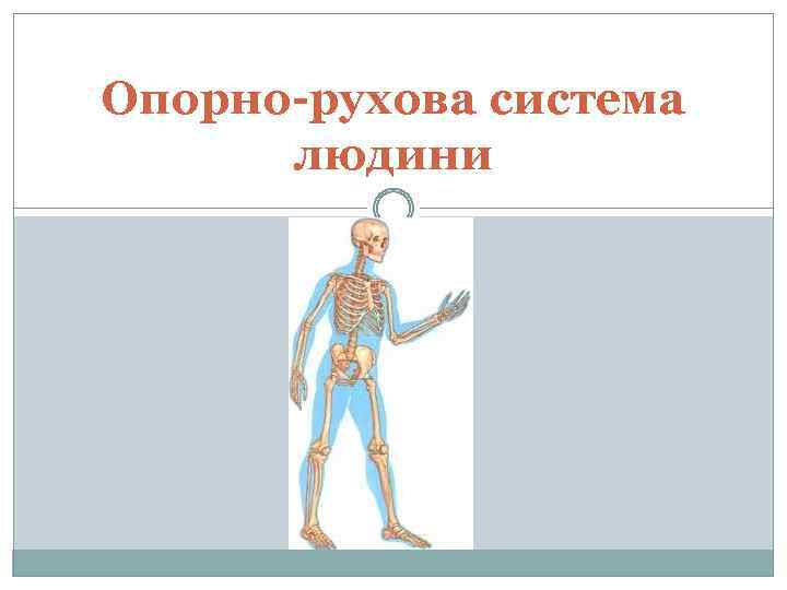 Опорно рухова система. Опорно-двигательная система человека 3 класс окружающий мир.