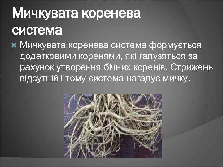 Мичкувата коренева система формується додатковими коренями, які галузяться за рахунок утворення бічних коренів. Стрижень