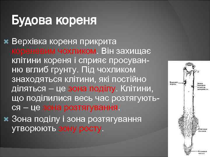 Будова кореня Верхівка кореня прикрита кореневим чохликом. Він захищає клітини кореня і сприяє просуванню