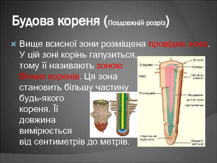 Будова кореня (Поздовжній розріз) Вище всисної зони розміщена провідна зона. У цій зоні корінь