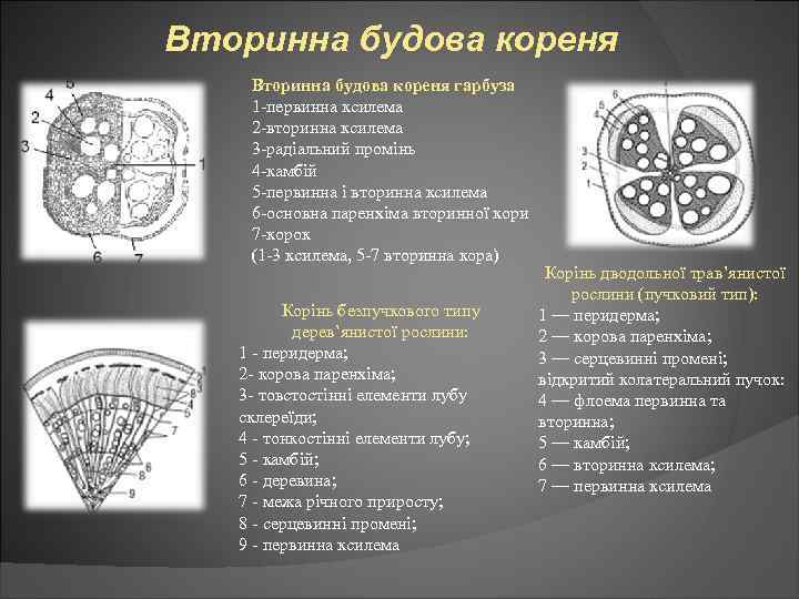 Вторинна будова кореня гарбуза 1 -первинна ксилема 2 -вторинна ксилема 3 -радіальний промінь 4