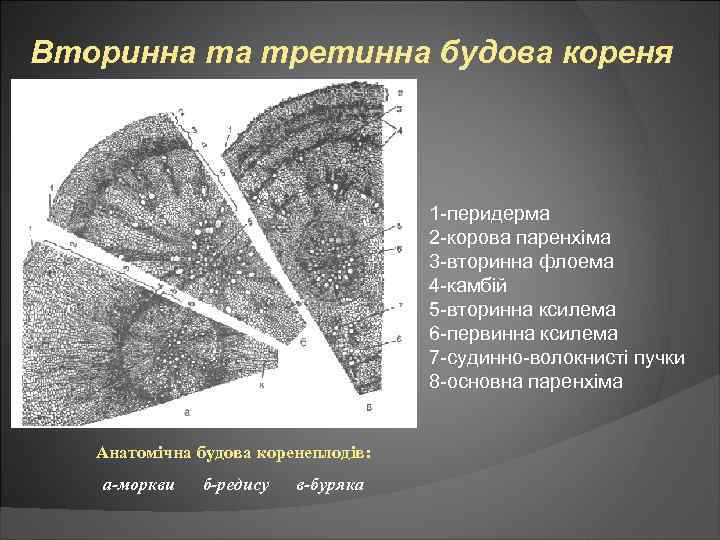 Вторинна та третинна будова кореня 1 -перидерма 2 -корова паренхіма 3 -вторинна флоема 4