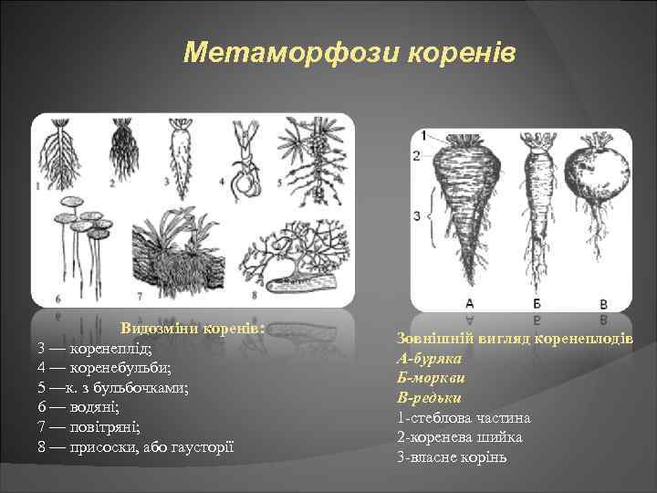 Метаморфози коренів Видозміни коренів: 3 — коренеплід; 4 — коренебульби; 5 —к. з бульбочками;