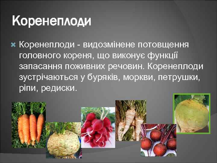 Коренеплоди - видозмінене потовщення головного кореня, що виконує функції запасання поживних речовин. Коренеплоди зустрічаються