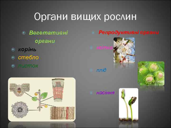 Органи вищих рослин Вегетативні органи корінь стебло листок Репродуктивні органи квітка плід насіння 