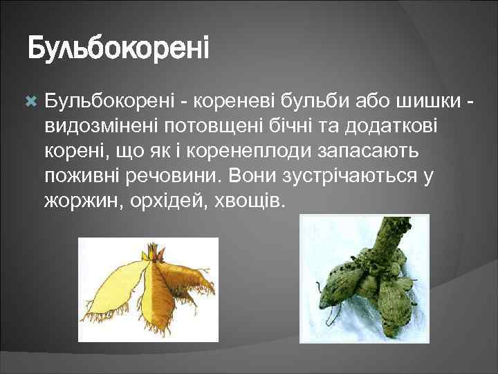 Бульбокорені - кореневі бульби або шишки видозмінені потовщені бічні та додаткові корені, що як