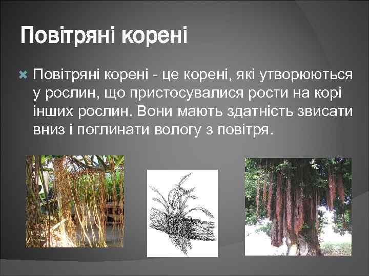 Повітряні корені - це корені, які утворюються у рослин, що пристосувалися рости на корі