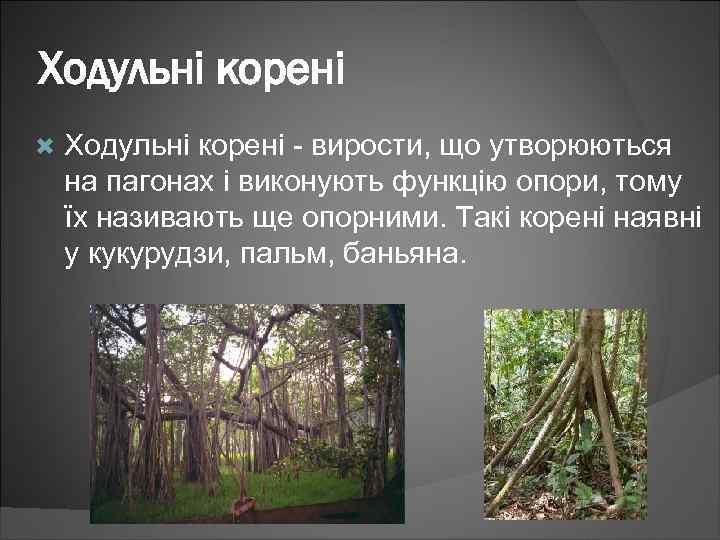 Ходульні корені - вирости, що утворюються на пагонах і виконують функцію опори, тому їх