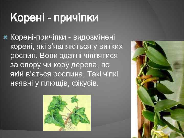 Корені - причіпки Корені-причіпки - видозмінені корені, які з’являються у витких рослин. Вони здатні