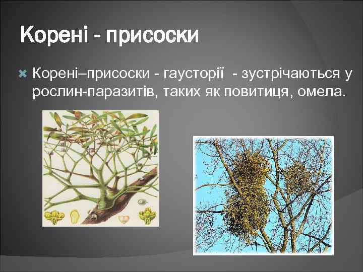Корені - присоски Корені–присоски - гаусторії - зустрічаються у рослин-паразитів, таких як повитиця, омела.