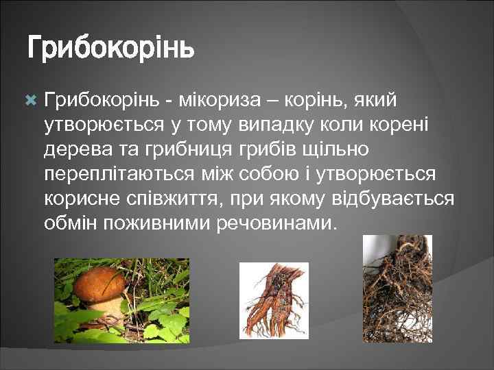 Грибокорінь - мікориза – корінь, який утворюється у тому випадку коли корені дерева та
