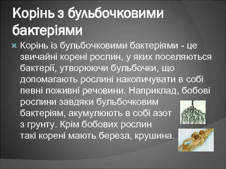 Корінь з бульбочковими бактеріями Корінь із бульбочковими бактеріями - це звичайні корені рослин, у
