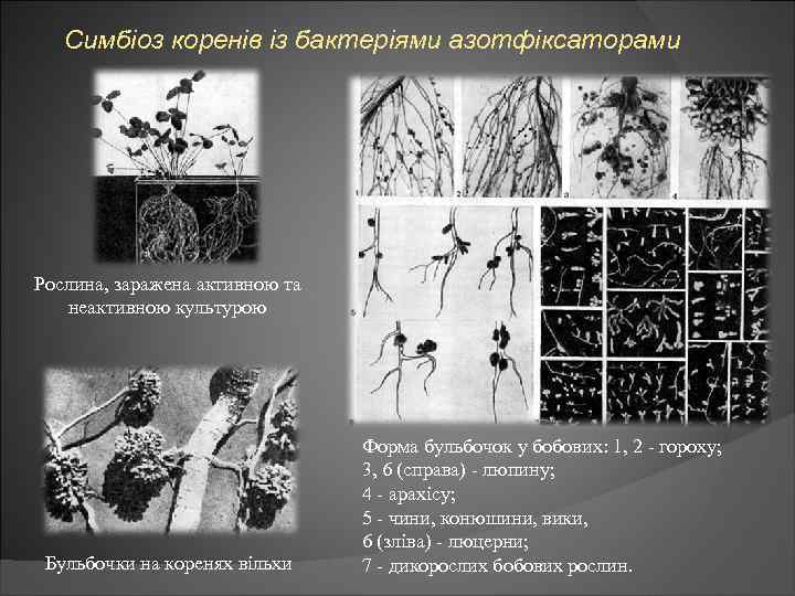 Симбіоз коренів із бактеріями азотфіксаторами Рослина, заражена активною та неактивною культурою Бульбочки на коренях