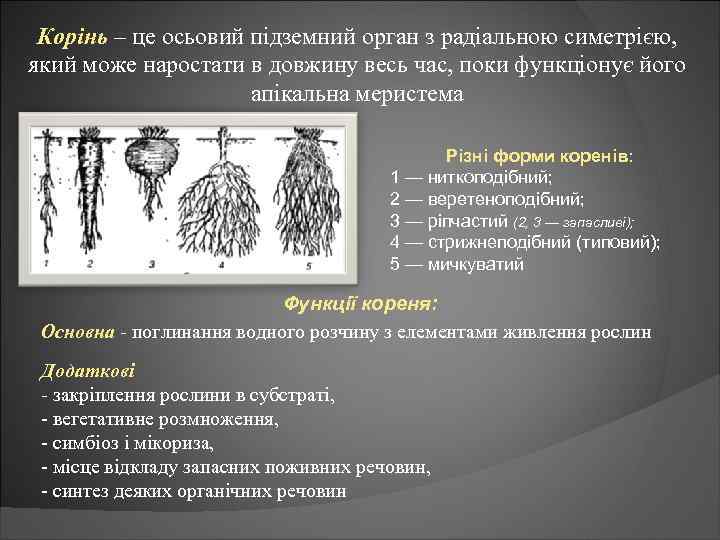 Корінь – це осьовий підземний орган з радіальною симетрією, який може наростати в довжину