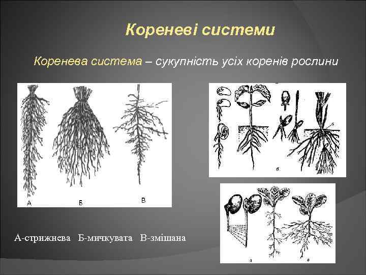 Кореневі системи Коренева система – сукупність усіх коренів рослини А-стрижнева Б-мичкувата В-змішана 