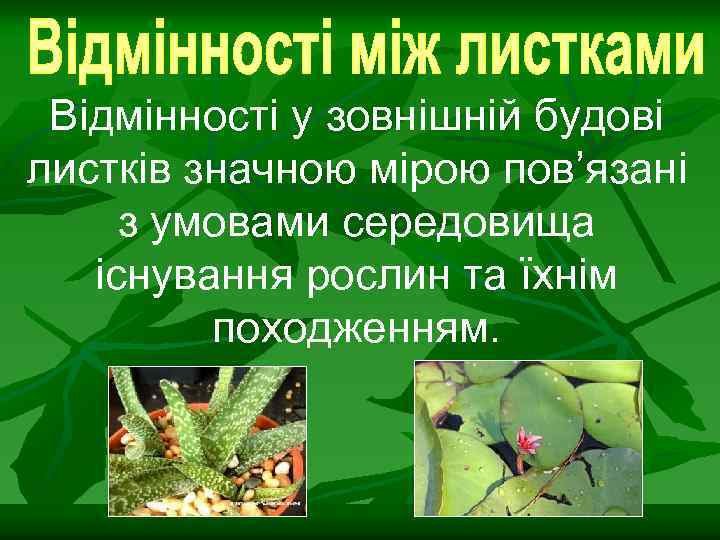 Відмінності у зовнішній будові листків значною мірою пов’язані з умовами середовища існування рослин та