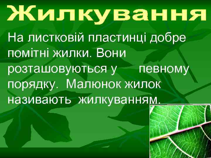 На листковій пластинці добре помітні жилки. Вони розташовуються у певному порядку. Малюнок жилок називають