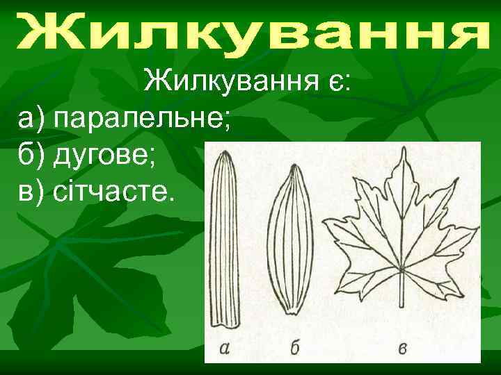 Жилкування є: а) паралельне; б) дугове; в) сітчасте. 