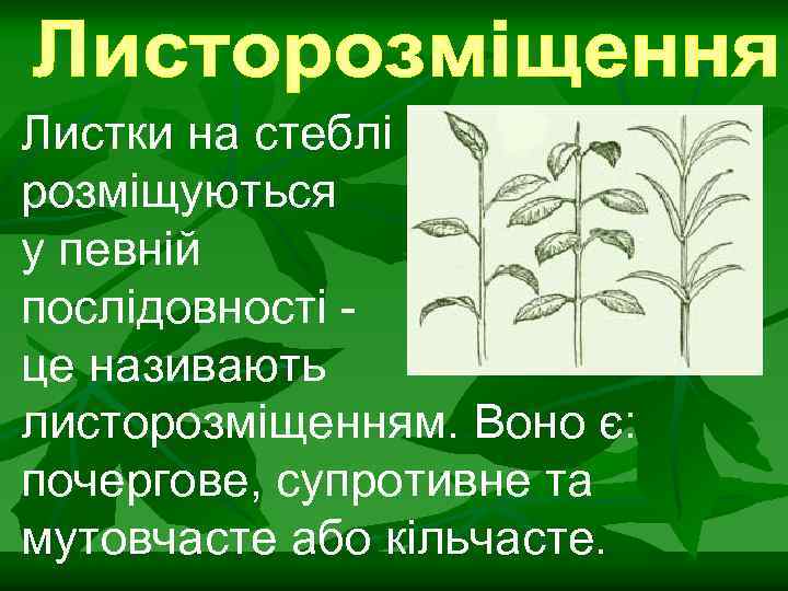 Листки на стеблі розміщуються у певній послідовності це називають листорозміщенням. Воно є: почергове, супротивне