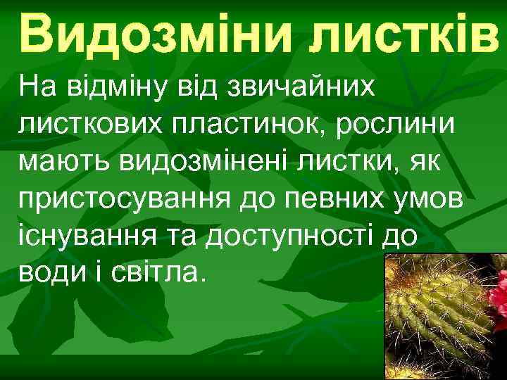 На відміну від звичайних листкових пластинок, рослини мають видозмінені листки, як пристосування до певних