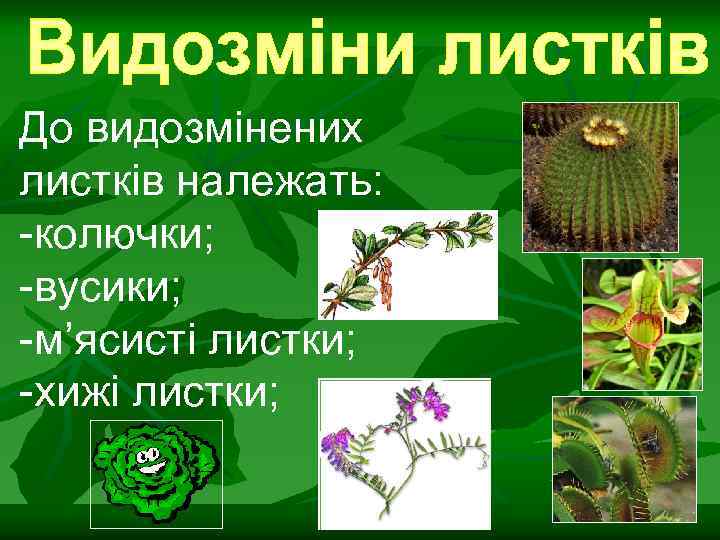 До видозмінених листків належать: -колючки; -вусики; -м’ясисті листки; -хижі листки; 