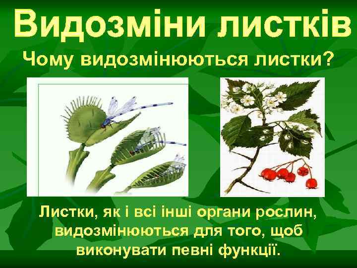 Чому видозмінюються листки? Листки, як і всі інші органи рослин, видозмінюються для того, щоб