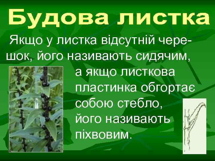 Якщо у листка відсутній черешок, його називають сидячим, а якщо листкова пластинка обгортає собою