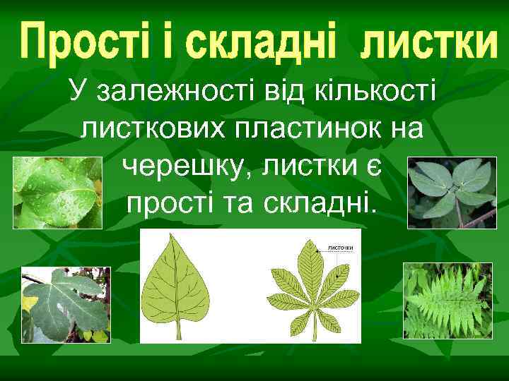 У залежності від кількості листкових пластинок на черешку, листки є прості та складні. 