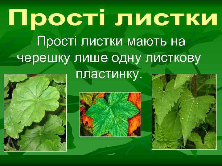 Прості листки мають на черешку лише одну листкову пластинку. 