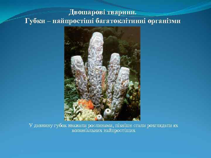 Двошарові тварини. Губки – найпростіші багатоклітинні організми У давнину губок вважали рослинами, пізніше стали