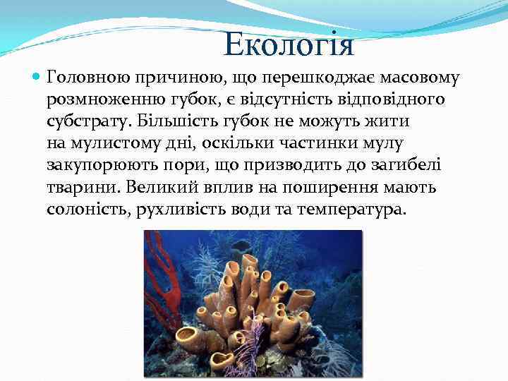 Екологія Головною причиною, що перешкоджає масовому розмноженню губок, є відсутність відповідного субстрату. Більшість губок