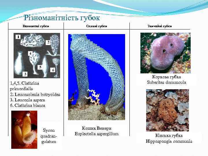 Різноманітність губок Вапнякові губки Скляні губки Коркова губка Suberites domuncula 1, 4, 5. Clathrina