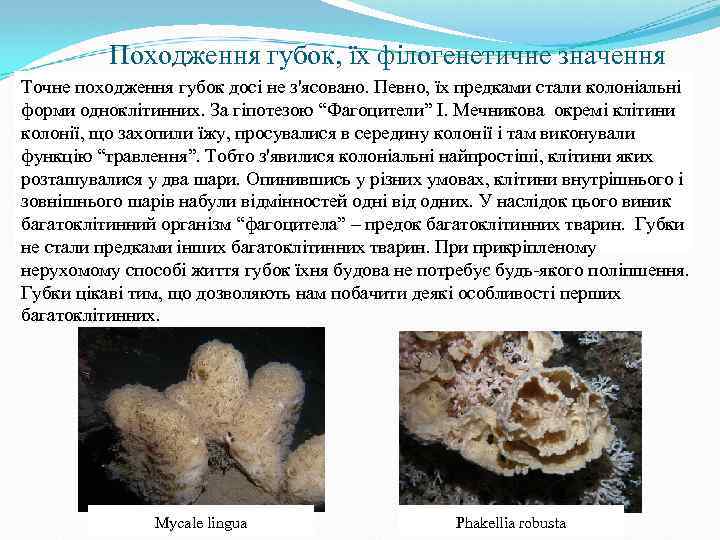 Походження губок, їх філогенетичне значення Точне походження губок досі не з'ясовано. Певно, їх предками