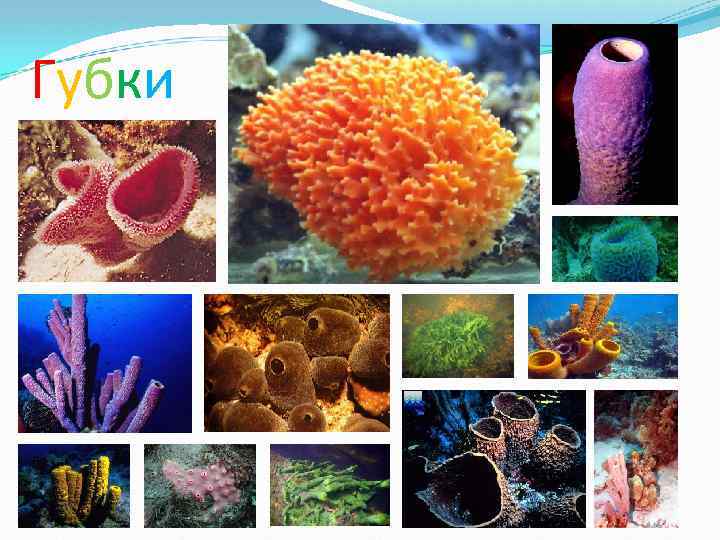Губки 