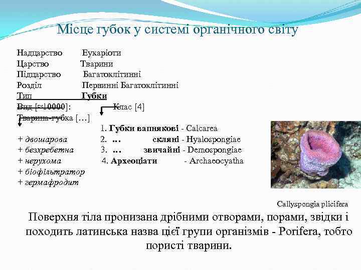 Місце губок у системі органічного світу Надцарство Еукаріоти Царство Тварини Підцарство Багатоклітинні Розділ Первинні