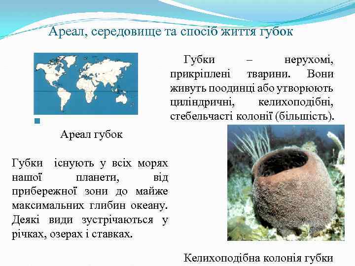 Ареал, середовище та спосіб життя губок Губки – нерухомі, прикріплені тварини. Вони живуть поодинці