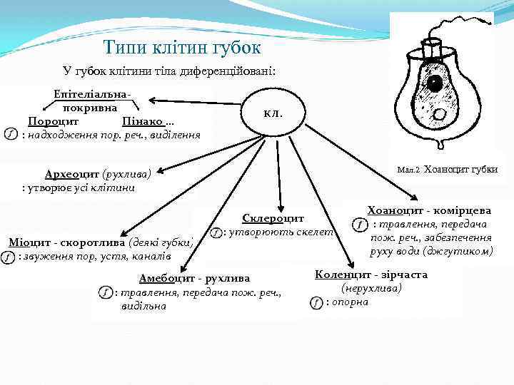 Типи клітин губок У губок клітини тіла диференційовані: Епітеліальна- покривна Пороцит Пінако … :