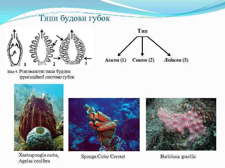 Типи будови губок Тип Аскон (1) Сикон (2) Лейкон (3) Мал 4. Різноманітні типи