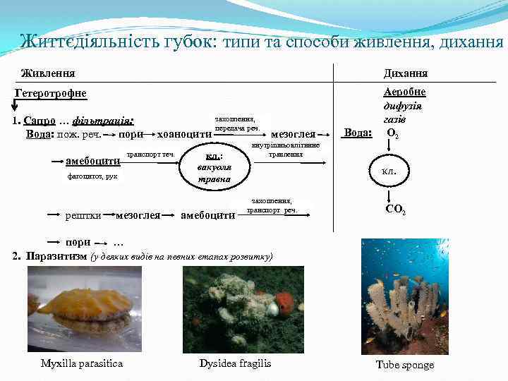 Життєдіяльність губок: типи та способи живлення, дихання Живлення Дихання Гетеротрофне 1. Сапро … фільтрація:
