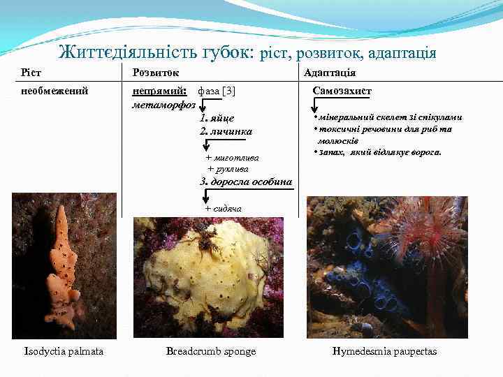Життєдіяльність губок: ріст, розвиток, адаптація Ріст Розвиток Адаптація необмежений непрямий: фаза [3] метаморфоз 1.