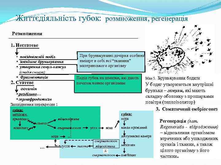 Життєдіяльність губок: розмноження, регенерація Розмноження 1. Нестатеве При брунькуванні дочірня особина вміщує в собі