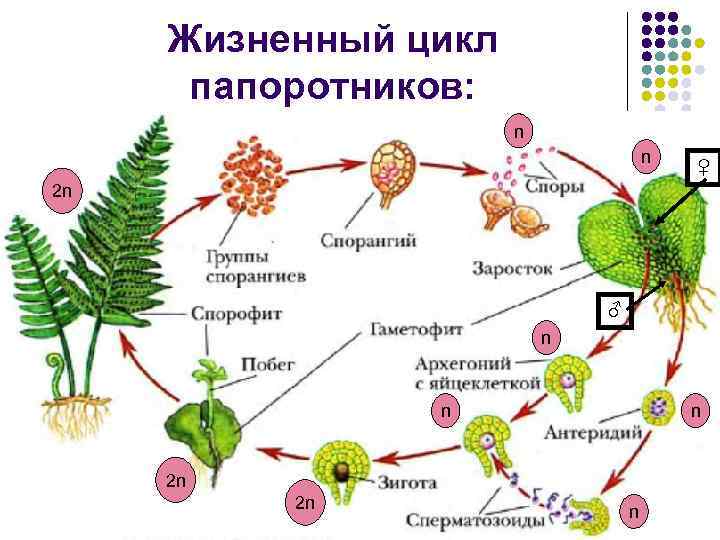 Жизненный цикл папоротников: n n ♀ 2 n ♂ n n n 2 n