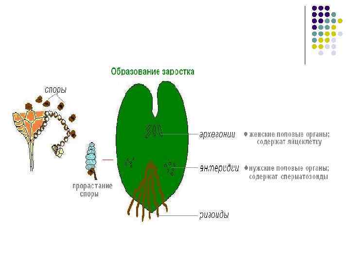 Рассмотрите изображение растений порфира пестрая