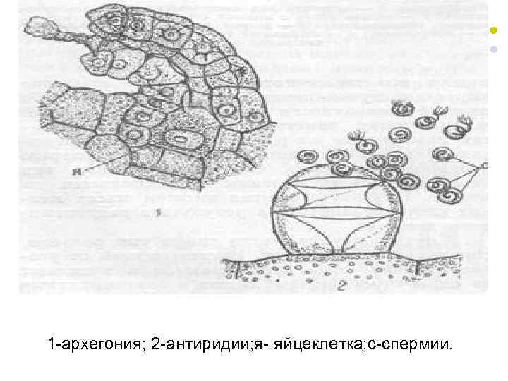 1 -архегония; 2 -антиридии; я- яйцеклетка; с-спермии. 