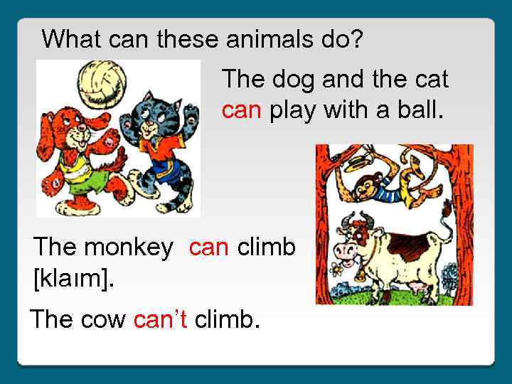 What can these animals do? The dog and the cat can play with a